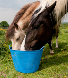 index_horse index_horse