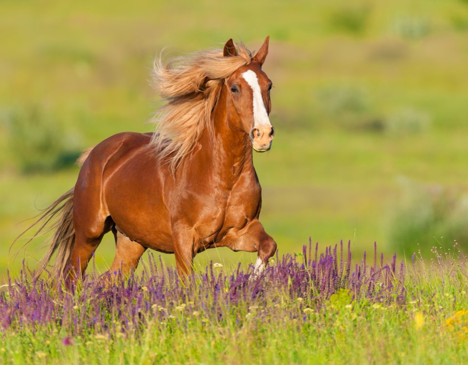 summer horse care Sacate Pellet Mills